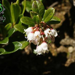 بذر میوه لینگون بری یا کوبری یا میوه مورد صحرایی قرمز (lingonberry)