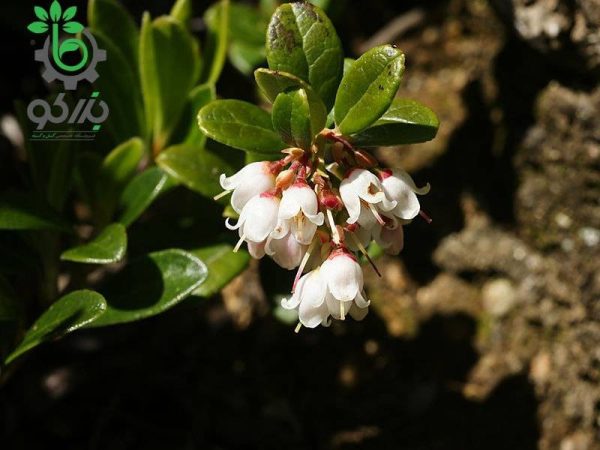 بذر میوه لینگون بری یا کوبری یا میوه مورد صحرایی قرمز (lingonberry)