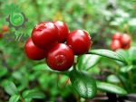 بذر میوه لینگون بری یا کوبری یا میوه مورد صحرایی قرمز (lingonberry)