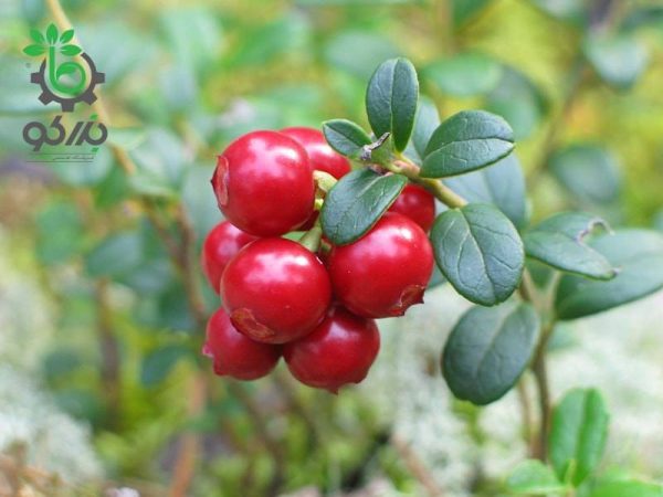 بذر میوه لینگون بری یا کوبری یا میوه مورد صحرایی قرمز (lingonberry)