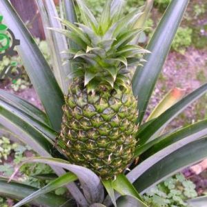 بذر میوه آناناس (Pineapple)