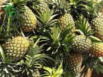 بذر میوه آناناس (Pineapple)