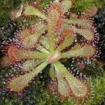 بذر گیاه گوشتخوار دروزرا یا دروسرا سن ننتایو نیمه گرمسیری (DROSERA Sonnentau Mischung subtropical)