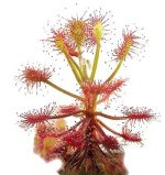 بذر گیاه گوشتخوار دروزرا یا دروسرا سن ننتایو نیمه گرمسیری (DROSERA Sonnentau Mischung subtropical)