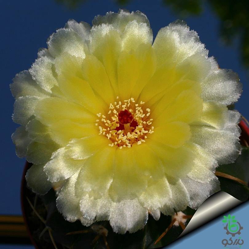 بذر کاکتوس ویجینسیا مالاکوکارپوس میکس (WIGGINSIA Malacocarpus Mischung)