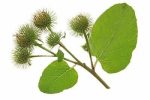 بذر گیاه دارویی بابا آدم یا فیل گوش یا آراقیطون (Arctium lappa)