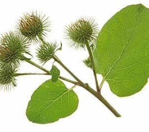 بذر گیاه دارویی بابا آدم یا فیل گوش یا آراقیطون (Arctium lappa)