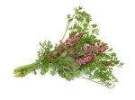 بذر گیاه دارویی شاه تره یا دود شرقی (Fumaria officinalis)