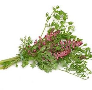 بذر گیاه دارویی شاه تره یا دود شرقی (Fumaria officinalis)