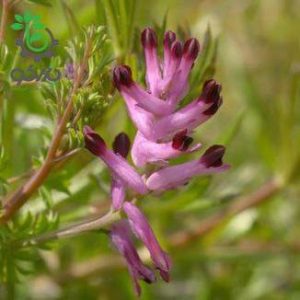 بذر گیاه دارویی شاه تره یا دود شرقی (Fumaria officinalis)