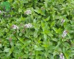 بذر گیاه دارویی پونه (Menthe pulegium)