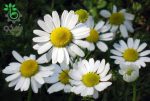 بذر گیاه دارویی بابونه کامومیل (Matricaria chamomilla)
