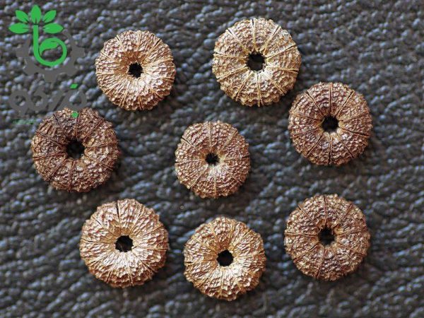بذر گیاه دارویی پنیرک (Malva sylvestris)