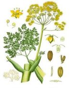 بذر گیاه دارویی باریجه (Ferula gummosa)