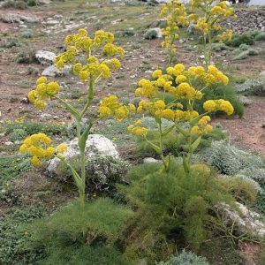 بذر گیاه دارویی باریجه (Ferula gummosa)