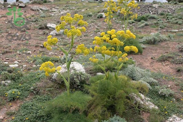 بذر گیاه دارویی باریجه (Ferula gummosa)