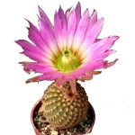 بذر کاکتوس اچینو سرئوس پکتیناتوس ( Echinocereus pectinatus  slp v ascension)