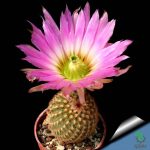 بذر کاکتوس اچینو سرئوس پکتیناتوس ( Echinocereus pectinatus  slp v ascension)