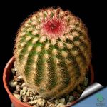 بذر کاکتوس اچینو سرئوس پکتیناتوس ( Echinocereus pectinatus  slp v ascension)