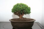 بذر درخت سرو  bonsai tree cypress