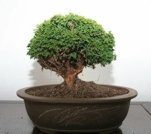 بذر درخت سرو  bonsai tree cypress