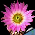 بذر کاکتوس اچینو سرئوس پکتیناتوس ( Echinocereus pectinatus  slp v ascension)
