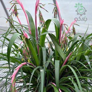 بذر گیاه زینتی کمیاب بیلبرگیا یا بیلبرجیا (BILBERGIA-Bromeliaceae kuhlmanii)