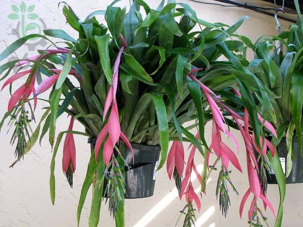 بذر گیاه زینتی کمیاب بیلبرگیا یا بیلبرجیا (BILBERGIA-Bromeliaceae kuhlmanii)