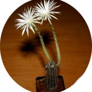 بذر کاکتوس کمیاب ستیکینوپسیس میرابیلیس (SETIECHNOPSIS mirabilis)