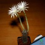 بذر کاکتوس کمیاب ستیکینوپسیس میرابیلیس (SETIECHNOPSIS mirabilis)