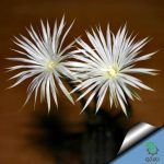 بذر کاکتوس کمیاب ستیکینوپسیس میرابیلیس (SETIECHNOPSIS mirabilis)