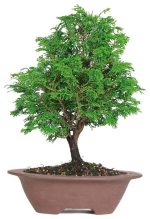 بذر درخت سرو  bonsai tree cypress