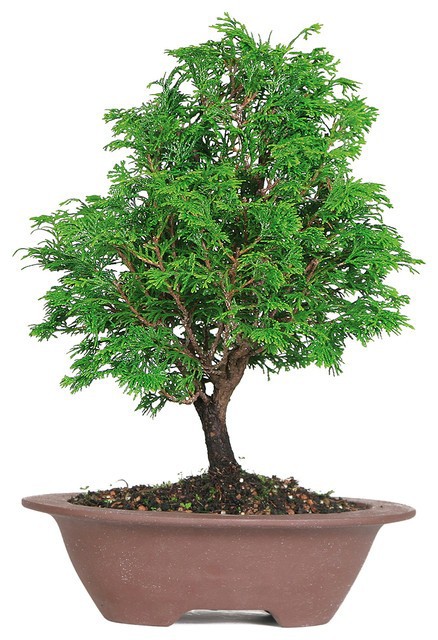 بذر درخت سرو  bonsai tree cypress