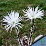 بذر کاکتوس کمیاب ستیکینوپسیس میرابیلیس (SETIECHNOPSIS mirabilis)