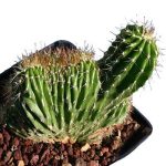 بذر کاکتوس زیبا و خاص نئوباکسبامیا یوفوربیودس (Neobuxbaumia euphorbioides )