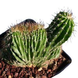 بذر کاکتوس زیبا و خاص نئوباکسبامیا یوفوربیودس (Neobuxbaumia euphorbioides )