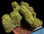 بذر کاکتوس زیبا و خاص نئوباکسبامیا یوفوربیودس (Neobuxbaumia euphorbioides )
