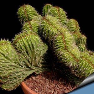 بذر کاکتوس زیبا و خاص نئوباکسبامیا یوفوربیودس (Neobuxbaumia euphorbioides )