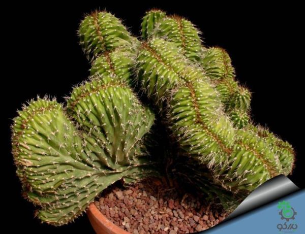بذر کاکتوس زیبا و خاص نئوباکسبامیا یوفوربیودس (Neobuxbaumia euphorbioides )