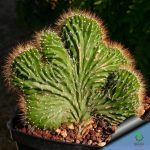 بذر کاکتوس زیبا و خاص نئوباکسبامیا یوفوربیودس (Neobuxbaumia euphorbioides )