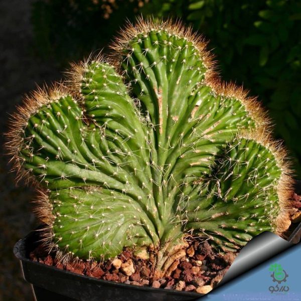 بذر کاکتوس زیبا و خاص نئوباکسبامیا یوفوربیودس (Neobuxbaumia euphorbioides )