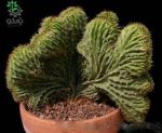 بذر کاکتوس زیبا و خاص نئوباکسبامیا یوفوربیودس (Neobuxbaumia euphorbioides )