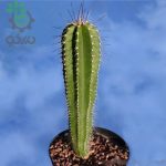 بذر کاکتوس زیبا و خاص نئوباکسبامیا یوفوربیودس (Neobuxbaumia euphorbioides )