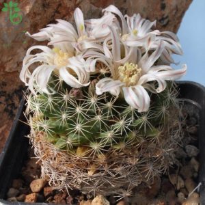 بذر کاکتوس مامیلاریا کواهیلنس (Mammilaria coahuilense)