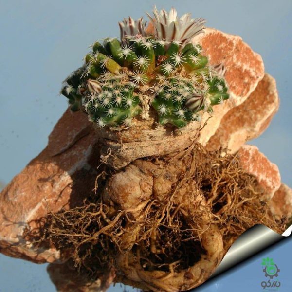 بذر کاکتوس مامیلاریا کواهیلنس (Mammilaria coahuilense)