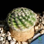 بذر کاکتوس مامیلاریا کواهیلنس (Mammilaria coahuilense)