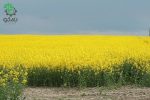 بذر گیاه دارویی کلزا (Brassica napus)