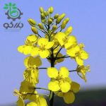 بذر گیاه دارویی کلزا (Brassica napus)