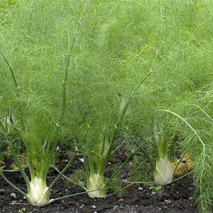 بذر گیاه دارویی رازیانه (Foeniculum vulgare)