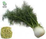 بذر گیاه دارویی رازیانه (Foeniculum vulgare)